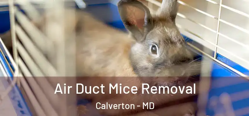  Air Duct Mice Removal Calverton - MD
